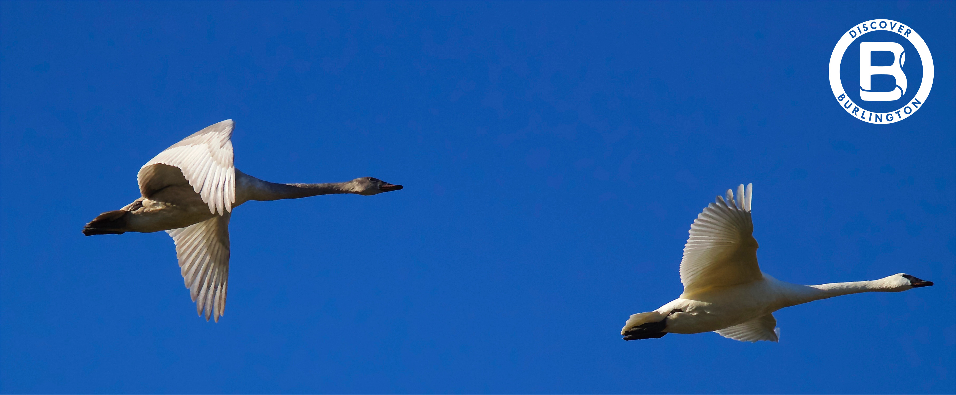 trumpeter swan pic from Jerry McFarland